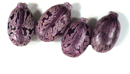 Castor-beans-used-to-make-ricin